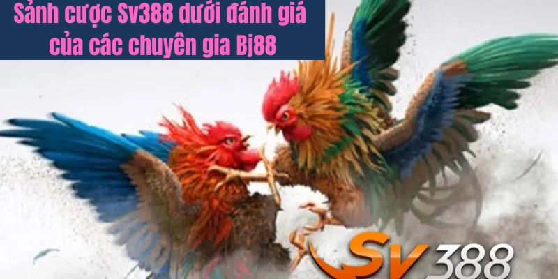 Ưu nhược điểm của sảnh sv388 dưới đánh giá của chuyên gia Bj88