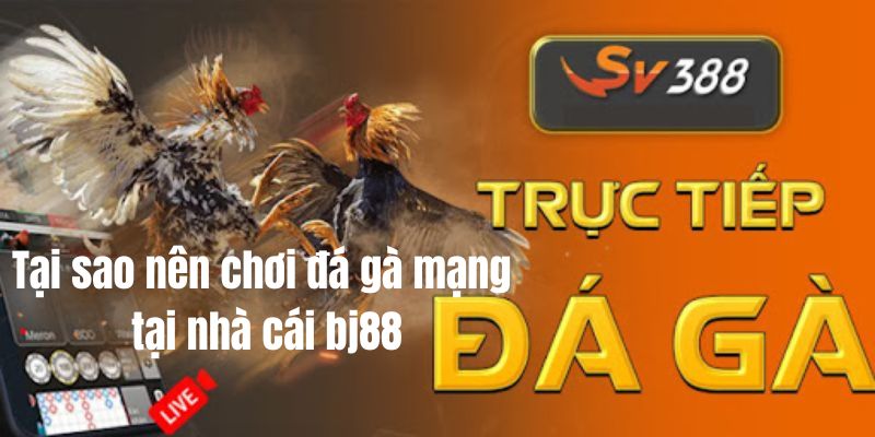 Cách tham gia chơi đá gà mạng tại BJ88