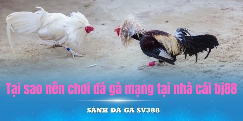 Lý do tại sao nên chơi đá gà mạng tại nhà cái Bj88