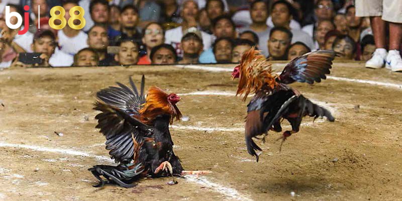 Lý do cơ bản khi tại sao đá gà trên mạng luôn thua